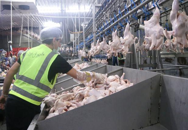 توزیع بیش از ۱۱۰۰ تن گوشت مرغ از مازندران در بازار ملی