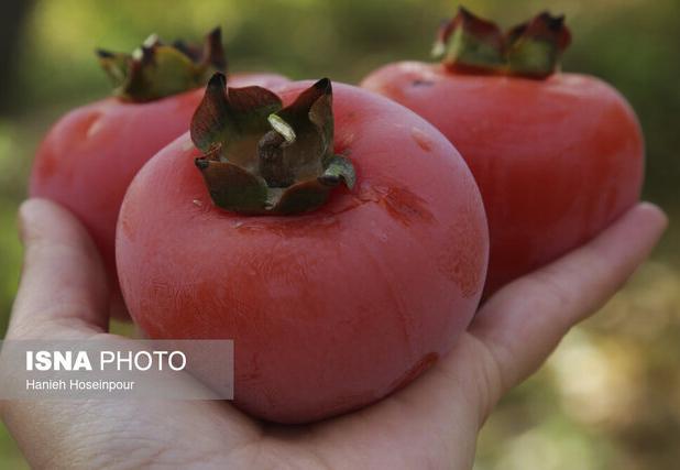 خرمالوی گیلان؛ از پیش بینی برداشت ۲۹۰۰ تنی تا مبارزه غیرشیمیایی با مگس میوه