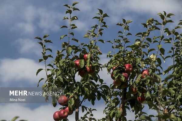 خداوردی: ۲۸ هزار هکتار باغ استان زنجان تک‌محصولی است