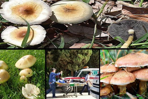 این قارچ ها سمی است/ جدی بگیرید!