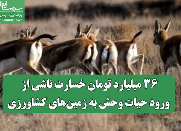 ۳۶ میلیارد تومان خسارت ناشی از ورود حیات وحش به زمین‌های کشاورزی