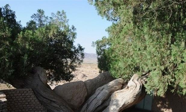«سرو مهمویی» گنجنیه زنده خراسان‌جنوبی