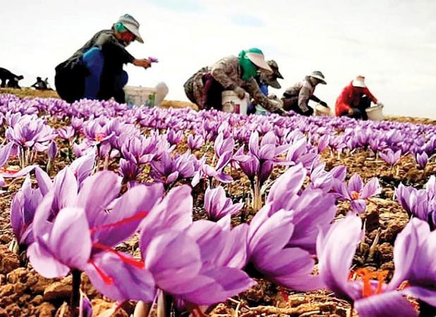 خریداری زعفران خشک از کشاورزان تایباد و باخرز