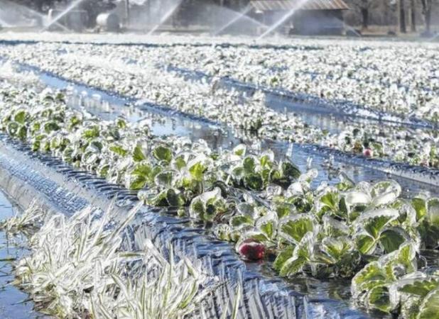 سرمازدگی بیش از ۲ هزار میلیارد تومان به کشاورزی قزوین خسارت زد