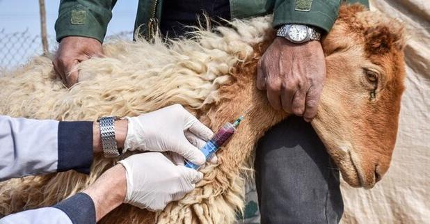 واکسیناسیون ۲۹ هزار رأس دام سبک علیه تب برفکی در چهارمحال و بختیاری