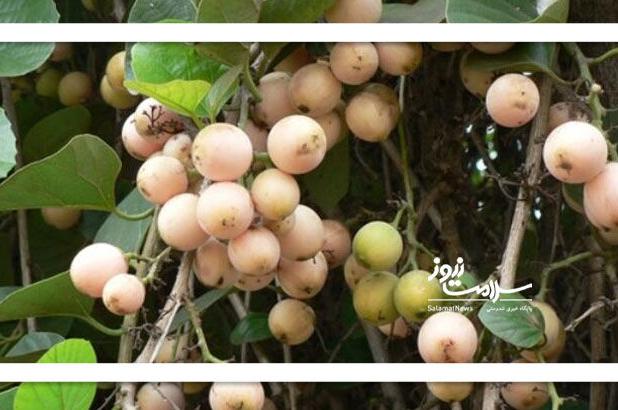 بهبود آنفولانزا با یک خوراکی ساده