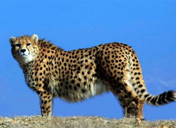 احیای پروژه حفاظت از یوز آسیایی پس از وقفه ۶ساله