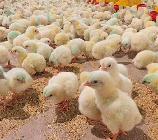 راهکارهای مدیریتی برای بهبود و ارتقای نژاد جوجه گوشتی ملی