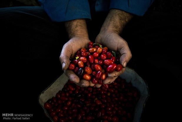میوه کوچک با قدرت شگفت‌انگیز برای سلامت بدن