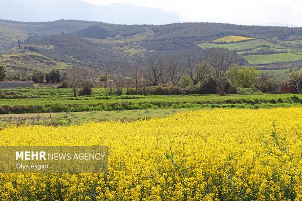 عسکری: سبزینگی مزارع کلزا در گلوگاه هنوز پایین است