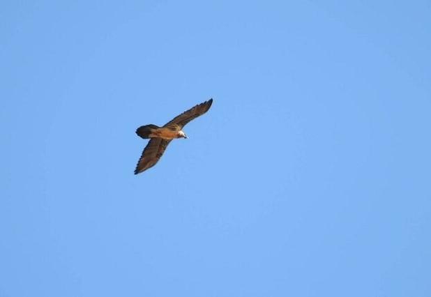 نمودی از زیرکی «هما» با شکستن استخوان از طریق رهاکردن بر روی صخره + ویدئو