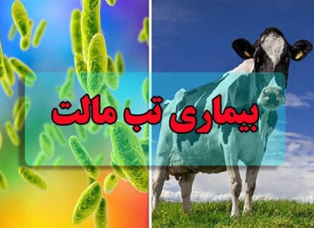 ابتلای ۱۸۰۰۰ نفر به تب مالت/بیماری افزایش چشمگیری نداشته است