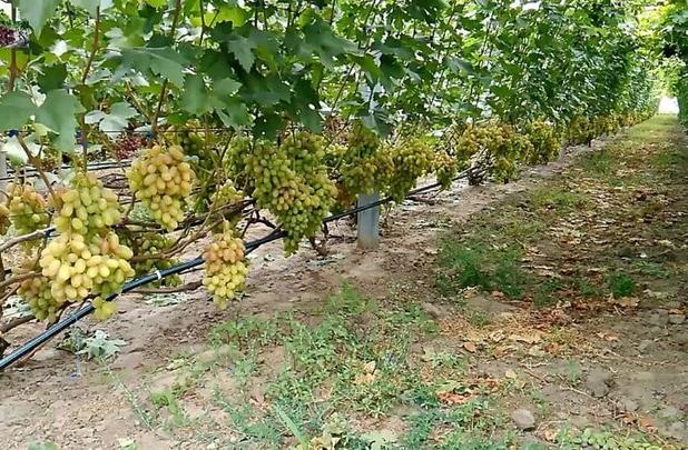 طرح کانال‌کشی برای صرفه‌جویی مصرف آب کشاورزی باغات سریش‌آباد اجرا شد