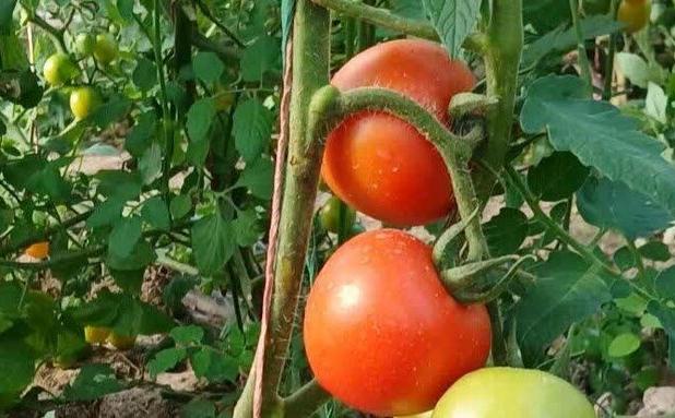 آغاز برداشت محصولات متنوع گلخانه‌ای در دهلران