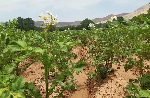 پیش‌بینی برداشت ۱۲۰۰ تن محصول سیب‌زمینی در دامغان