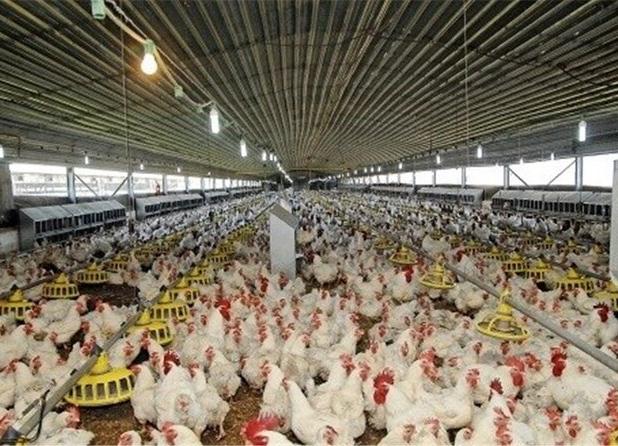 تصویب ۱۳طرح پرورش مرغ گوشتی در سیستان‌ و بلوچستان