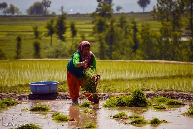 تاجران برنج هند به‌دنبال فتح بازارهای نوظهور خاورمیانه و آسیا