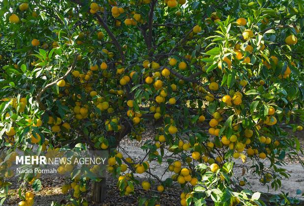 صادقی: عملکرد تولید نارنگی در نور ۲۵ تن در هکتار است