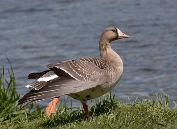 قائمی: نخستین گروه غازهای خاکستری وارد تالاب سولدوز شد