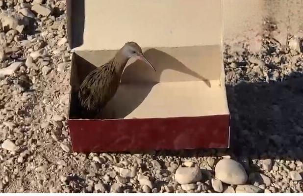 پایان خوش ماجرای یک پرنده آسیب‌دیده در شاهرود