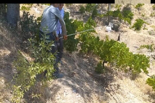آبیاری ۳۰۰۰ اصله درخت انگور با آب شرب در روستای کریک دنا