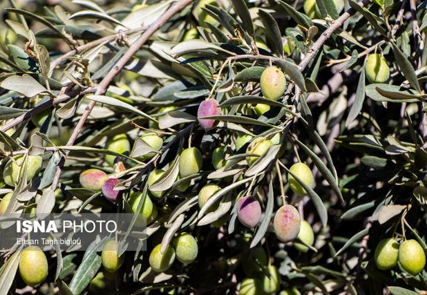 زنجان در جایگاه نخست تولید زیتون ایران قرار دارد