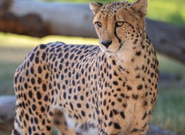 مشاهده یک قلاده یوزپلنگ در توران شاهرود