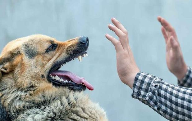 کمپ نگهداری از سگ‌های بی‌صاحب در بستک از تیر ماه آغاز به کار می‌کند
