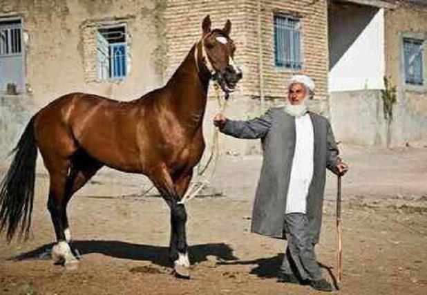 تلاش برای انتخاب یک برند برای خراسان شمالی