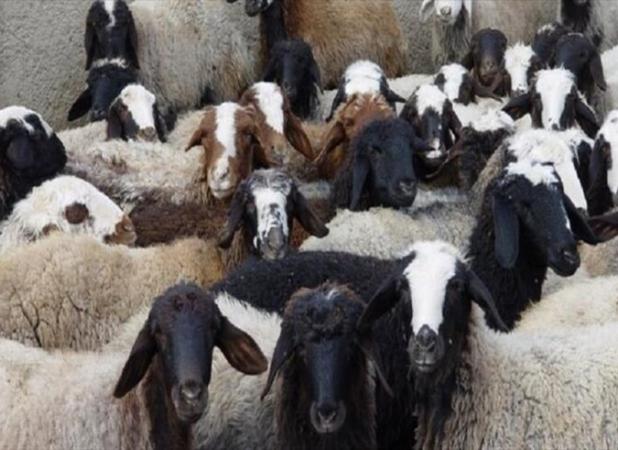 کشف ۴۲ رأس دام زنده قاچاق در قشم