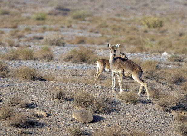 ثبت تصاویری زیبا از گونه های حیات وحش در بهشهر