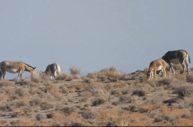 تصاویر دیدنی از گورخرهای ایرانی در پارک ملی توران شاهرود