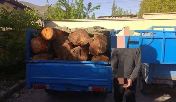 بازداشت ۴ قرقبان و نگهبان جنگل‌های مازندران بخاطر تبانی با قاچاقچیان چوب