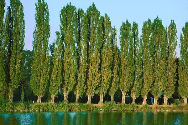 باقری: قطع درختان صنوبر در منطقه جنگلی چمستان با مجوز قانونی انجام شد