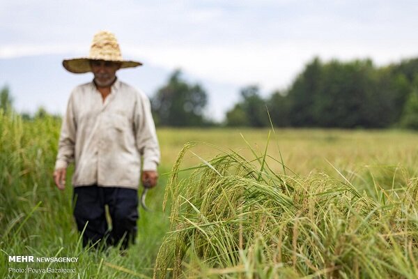 ادامه کشاورزی سنتی در افق ۲۰ساله؛ ۷۰درصد کشاورزان بی‌سواد یا کم‌سوادند
