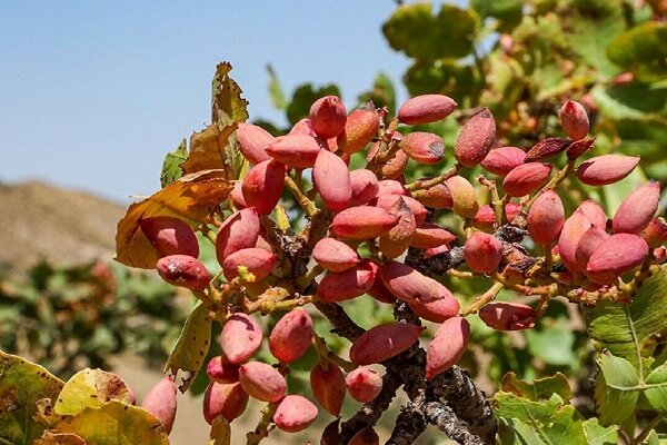 زاهدان قطب جدید کشت پسته؛ درخشش طلای سبز در مشرق