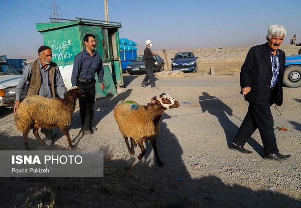 ضرورت بیمه دام‌ها در برابر تغییر اقلیم و بیماری‌ها