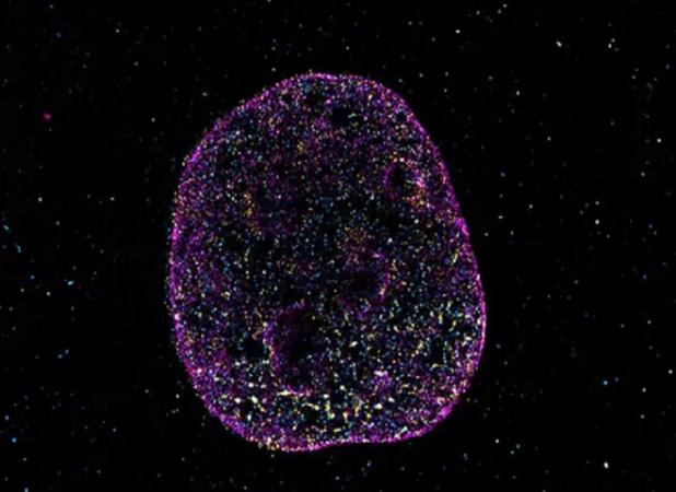 دانشمندان زبان دوم حیات را کشف کردند