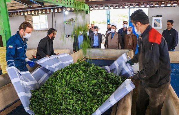  ۲۵ هزار تن برگ سبز چای خریداری شد