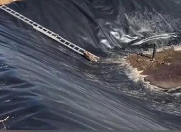 رهایی دو روباه گرفتار در استخر روستای قلعه اصلانیان میانه