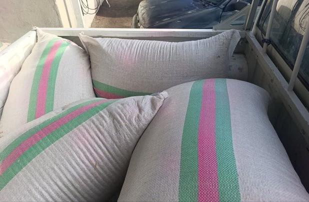 توزیع بذرهای بومی و مقاوم برای احیای منابع طبیعی کرمانشاه