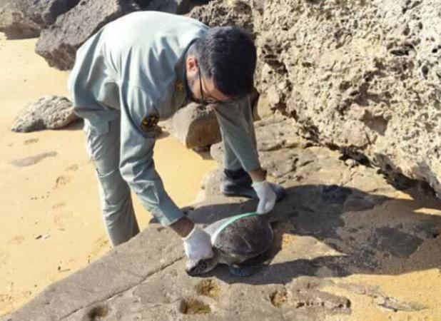 چهار لاک‌پشت پوزه‌عقابی در سواحل قشم تلف شد