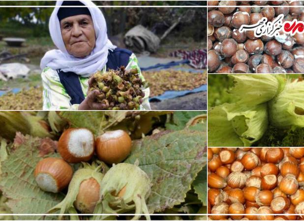 برداشت ۷۰ درصد فندق در باغات گیلان