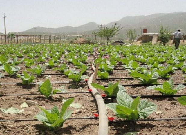 وزارت بهداشت: استفاده از آب فاضلاب برای کشاورزی غیرقانونی است