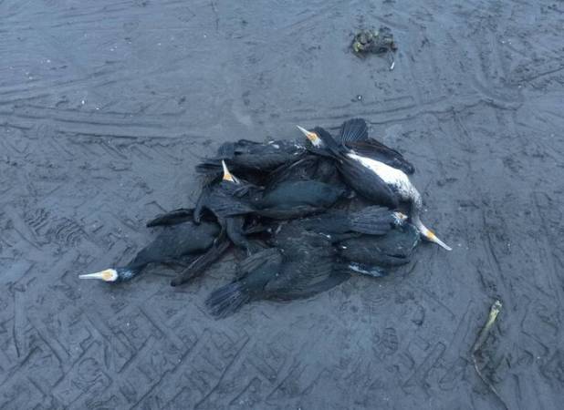 مرگ دسته‌جمعی پرندگان دریایی در ساحل انزلی؛ عامل انسانی است