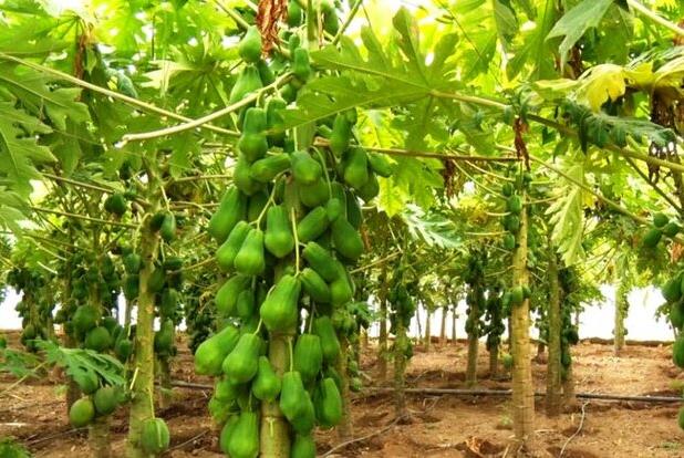 مزرعه میوه‌های استوایی با مشارکت اسپانیایی‌ها در هرمزگان احداث می‌شود