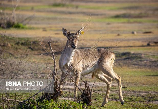 زیست ۴۰ گوزن زرد ایرانی در جنگل‌های دز/ تولد دو گوزن از اول امسال