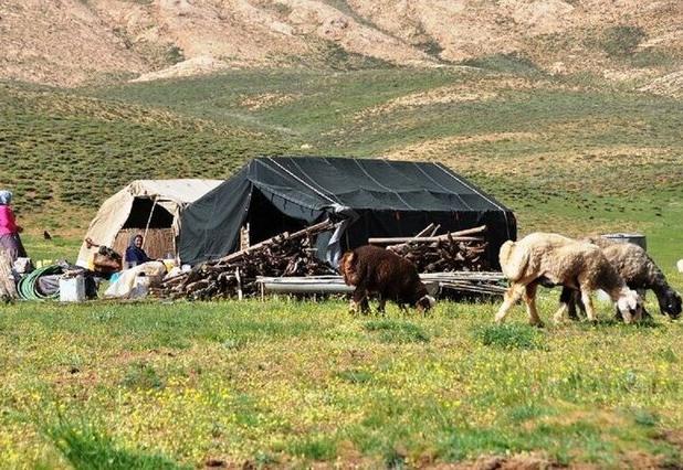 فاز دوم طرح هم‌زمان‌سازی فحلی دام سبک در کرمانشاه آغاز شد