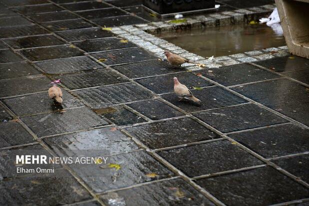 بارش‌ها در فریدن نسبت به سال گذشته کاهش داشته است