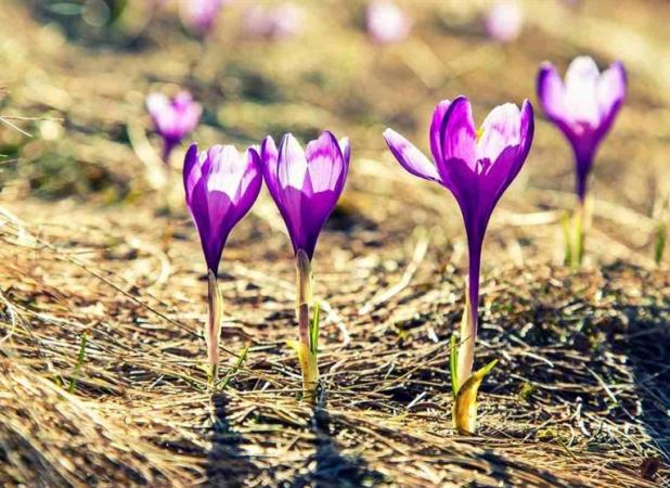 ایران با ۲۵ گونه زعفران وحشی از غنی‌ترین زیستگاه‌های زعفران جهان